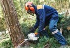 Stirling SAtree-felling-services-21.jpg; ?>