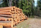 Stirling SAtree-felling-services-31.jpg; ?>