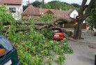 Stirling SAtree-felling-services-41.jpg; ?>